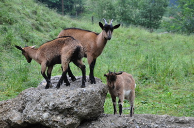 BayernNetzNatur-Projekt: "Modellvorhaben Landschaftspflege Adelegg" in Buchenberg im Kreuzbachthal.
(Foto: Planungsbüro PAN GmbH)