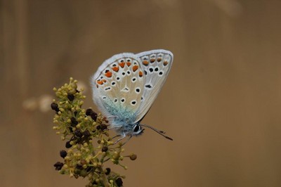 Wanderung zu den Eremitenbäumen im Rahmen der BayernTourNatur.