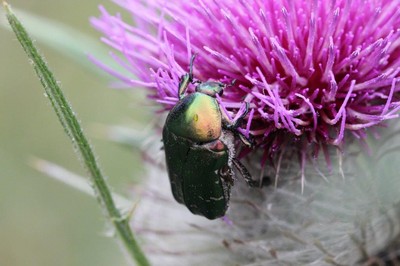 Wanderung zu den Eremitenbäumen im Rahmen der BayernTourNatur.